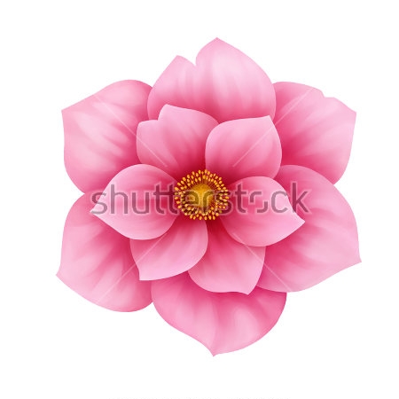 Картина маслом Иллюстрация розового цветка анемоны на белом фоне 