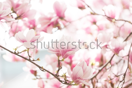 Картина Ветви розовой магнолии в солнечных лучах 