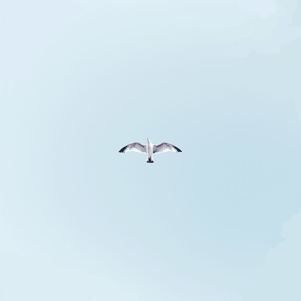 Чайка цветная схема фото