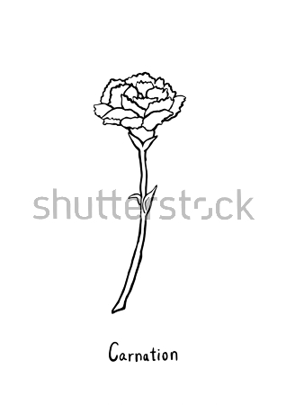 Картина Рисунок цветка гвоздики 