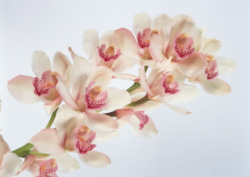 Картина Орхидея 