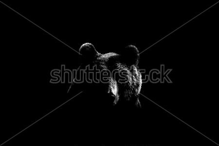 Картина Силуэт головы бурого медведя на чёрном фоне 