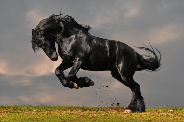 Купить картину маслом Черный конь от 5710 руб. в галерее DasArt