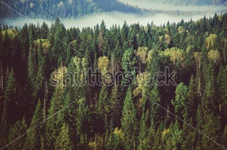 Постер Река густого тумана в хвойном лесу  