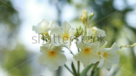 Картина Красивые бело-жёлтые цветы олеандра крупным планом 