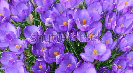 Картина Поляна фиолетовых крокусов 