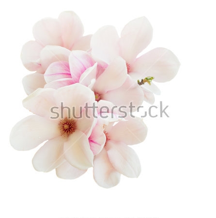 Картина Нежные розовые цветы магнолии на белом фоне 
