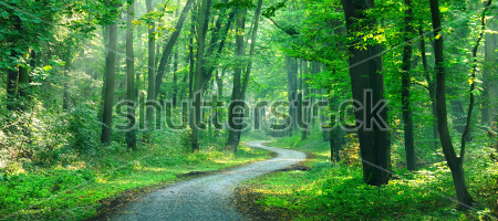 Постер Извилистая дорога в красивом зелёном лесу  