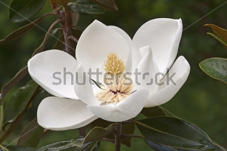 Картина Роскошный белый цветок магнолии крупным планом 