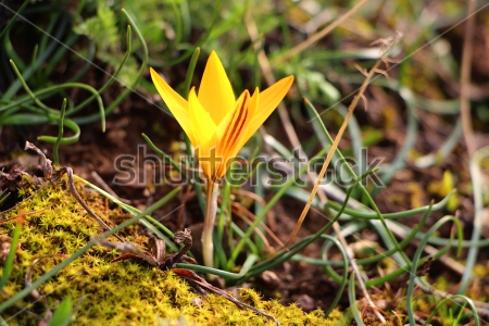 Картина Красивый жёлтый крокус в траве 